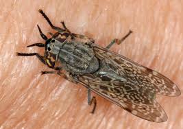 Attēlu rezultāti vaicājumam “Haematopota sp.”