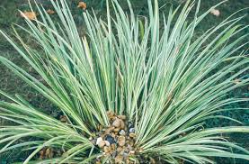 Attēlu rezultāti vaicājumam “Cychramus variegatus”