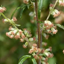 Image result for Artemisia vulgaris