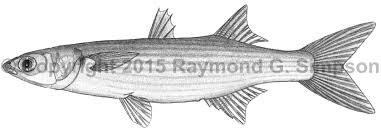 Image result for Mugil liza