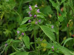 Attēlu rezultāti vaicājumam “Galeopsis bifida”