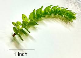 Attēlu rezultāti vaicājumam “Elodea canadensis”