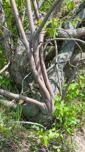 Attēlu rezultāti vaicājumam “Amelanchier spicata fruit”