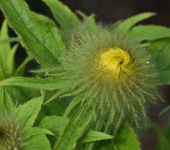 Attēlu rezultāti vaicājumam “Inula britannica bud”