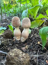 Attēlu rezultāti vaicājumam “Neocudoniella albiceps”