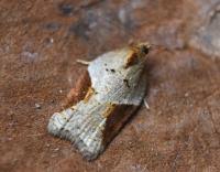 Attēlu rezultāti vaicājumam “Acleris laterana”