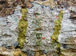 Attēlu rezultāti vaicājumam “Lecanora argentata”