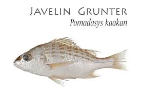 Image result for Pomadasys commersonnii