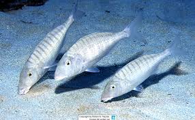 Image result for Lithognathus lithognathus