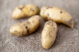 Attēlu rezultāti vaicājumam “Solanum tuberosum”