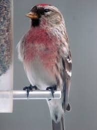 Attēlu rezultāti vaicājumam “Carduelis flammea female”
