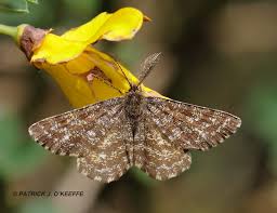 Attēlu rezultāti vaicājumam “Ematurga atomaria male”