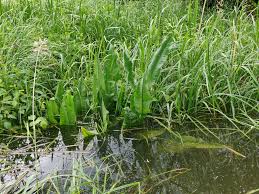 Attēlu rezultāti vaicājumam “Carex pseudocyperus fruit”