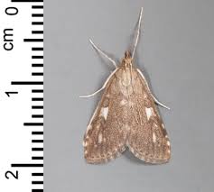 Attēlu rezultāti vaicājumam “Udea olivalis”