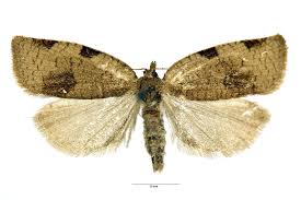 Attēlu rezultāti vaicājumam “Lozotaenia forsterana”