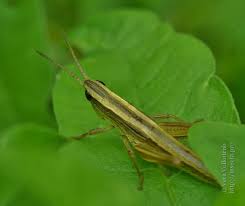 Attēlu rezultāti vaicājumam “Chrysochraon dispar”