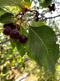 Attēlu rezultāti vaicājumam “Crataegus douglasii”