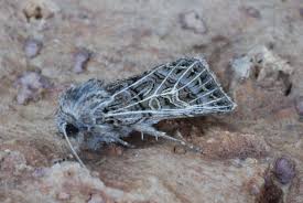 Attēlu rezultāti vaicājumam “Tholera decimalis”