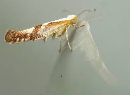Attēlu rezultāti vaicājumam “Argyresthia pruniella”