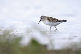 Attēlu rezultāti vaicājumam “Calidris minuta”
