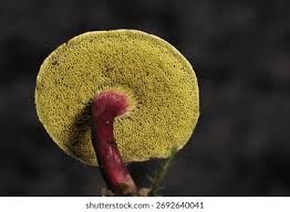 Attēlu rezultāti vaicājumam “Xerocomus pruinatus”