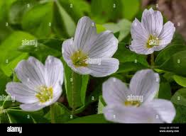 Attēlu rezultāti vaicājumam “Oxalis acetosella flower”