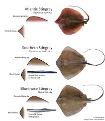 Image result for Hypanus say