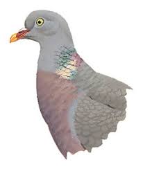 Image result for Columba palumbus