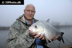 Image result for Ictiobus bubalus