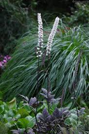 Image result for Silberkerze