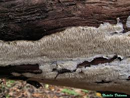 Attēlu rezultāti vaicājumam “Dentipellis fragilis”