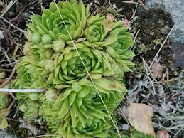 Attēlu rezultāti vaicājumam “Jovibarba globifera bud”