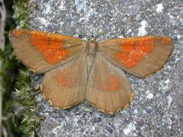 Attēlu rezultāti vaicājumam “Angerona prunaria”