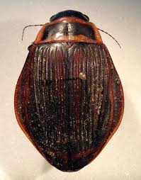 Attēlu rezultāti vaicājumam “Dytiscus sp.”