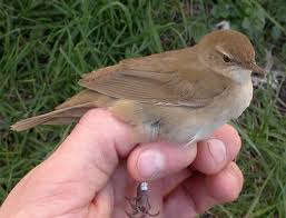 Image result for Locustella luscinioides