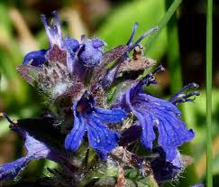 Attēlu rezultāti vaicājumam “Ajuga pyramidalis”