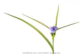 Attēlu rezultāti vaicājumam “Tradescantia virginiana”