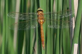 Attēlu rezultāti vaicājumam “Aeshna isoceles”