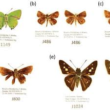 Attēlu rezultāti vaicājumam “Theclinae”