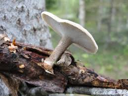 Attēlu rezultāti vaicājumam “Polyporus ciliatus”