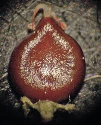 Attēlu rezultāti vaicājumam “Persicaria lapathifolia fruit”