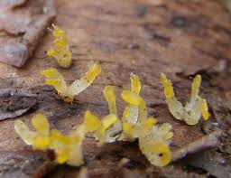 Attēlu rezultāti vaicājumam “Calocera pallidospathulata”