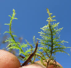 Attēlu rezultāti vaicājumam “Serpoleskea subtilis sporophyte”