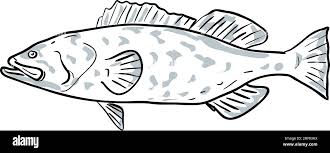 Image result for Mycteroperca microlepis