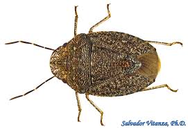 Attēlu rezultāti vaicājumam “Pentatomidae”