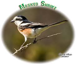 Image result for Lanius nubicus