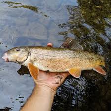 Image result for Catostomus commersonii