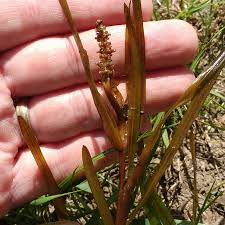 Attēlu rezultāti vaicājumam “Potamogeton compressus”