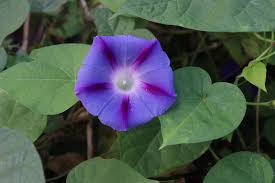 Image result for Ipomoea Lavender