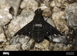 Attēlu rezultāti vaicājumam “Hemipenthes morio”